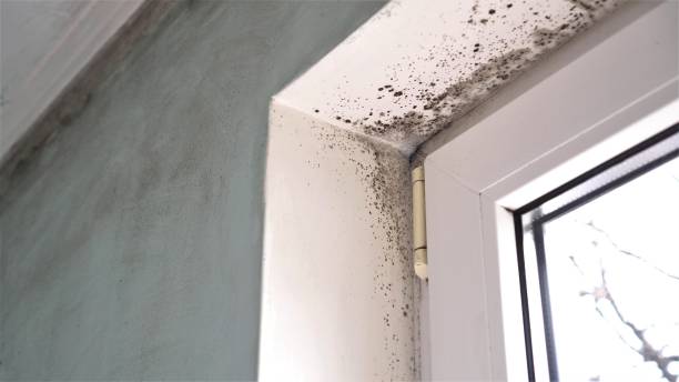 Best Office Mold Removal Services  in Lockeford, CA