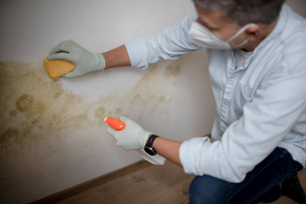Best Black Mold Removal  in Lockeford, CA