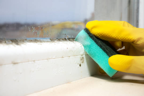 Mold Testing and Removal in Lockeford, CA
