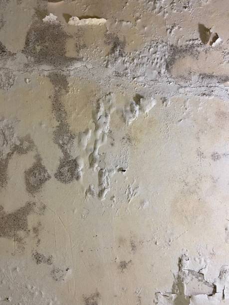 Best Local Mold Removal Service  in Lockeford, CA