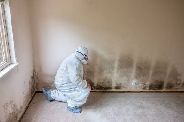 Professional Mold Removal in Lockeford, CA
