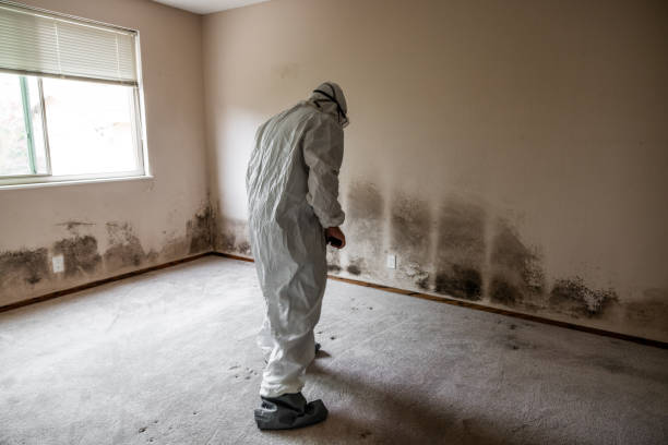 Best Certified Mold Removal  in Lockeford, CA