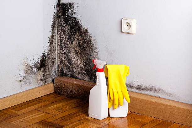 Best Same-Day Mold Removal  in Lockeford, CA