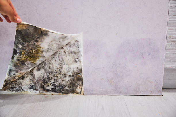 Best Mold Testing and Removal  in Lockeford, CA